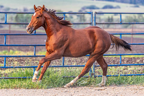 OU Stylish Gather (White Hot Spot x Second Cut)