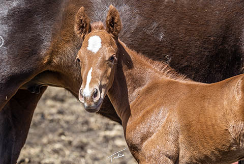 OU Stylish Gather (White Hot Spot x Second Cut)