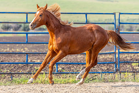 OU Three Bells (White Hot Spot x Swinging Away)