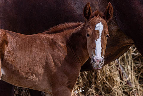 OU Three Bells (White Hot Spot x Swinging Away)