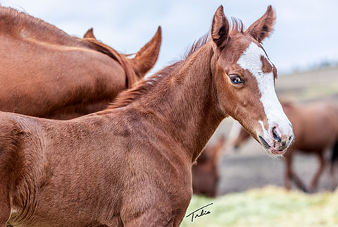 (May 8 colt) (He Be Stylish x Golden Hey)