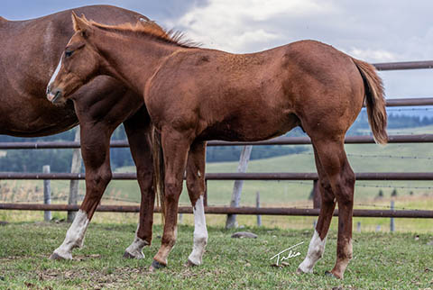 (May 8 colt) (He Be Stylish x Golden Hey)