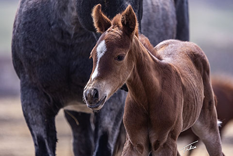 (May 11 filly) (He Be Stylish x Singen The Blues)