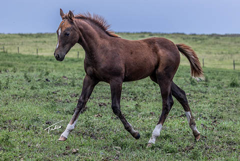 (May 11 filly) (He Be Stylish x Singen The Blues)