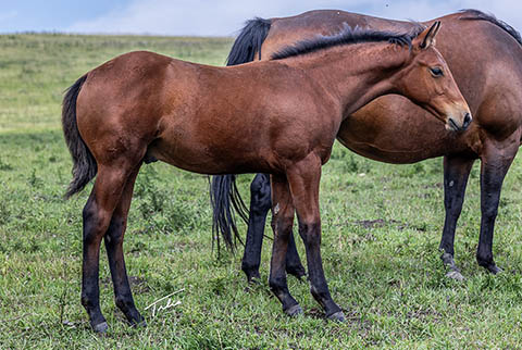 (April 21 colt) (He Be Stylish x Time In The Sand)