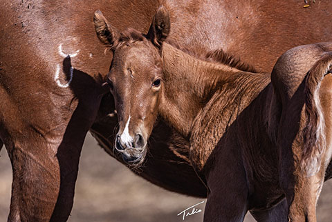 (May 9 Filly) (He Be Stylish x Tragically Pep)