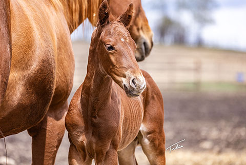 (May 12 colt) (Rockem Sockem Rey x Eight is Enough)