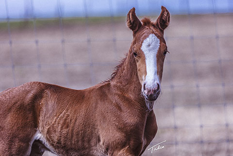 (May 22 colt) (Rockem Sockem Rey x Hotspot Catrena)