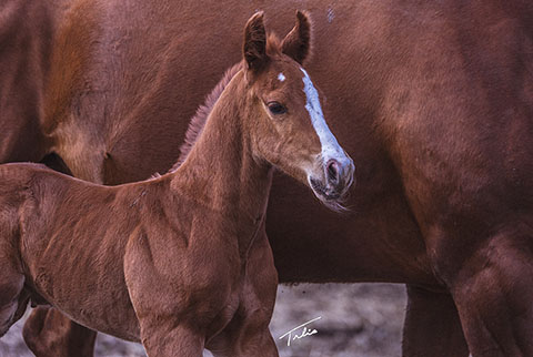 (May 20 colt) (Rockem Sockem Rey x Miss Sugar Klamath)