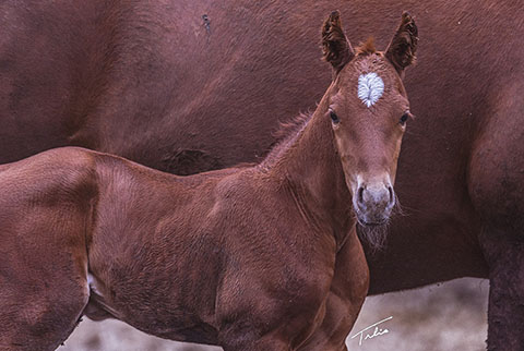 (May 23 filly) (Rockem Sockem Rey x Miss Tall Cotton)