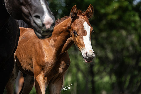 (June 10 colt) (Rockem Sockem Rey x Moonstar Struck)