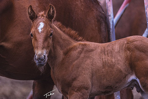 (May 16 colt) (Rockem Sockem Rey x OU Buckskin Badger)