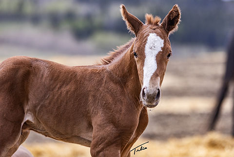 (May 15 colt) (Rockem Sockem Rey x OU Miss N Gold)