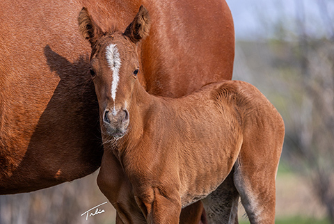 (May 30 filly) (Rockem Sockem Rey x OU Sage Hen)