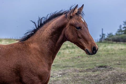 (May 14 colt) (White Hot Spot x Dainty Skyline)