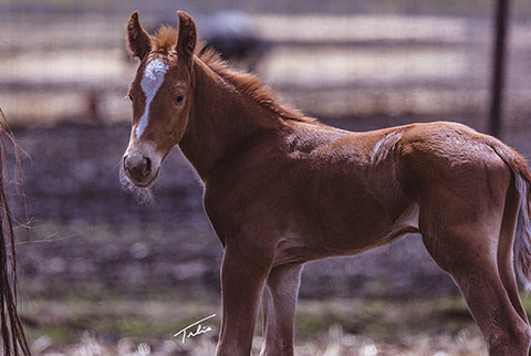 (May 26 colt) (White Hot Spot x Jannberey)