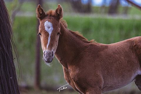 (May 20 filly) (White Hot Spot x Lilith Fair)