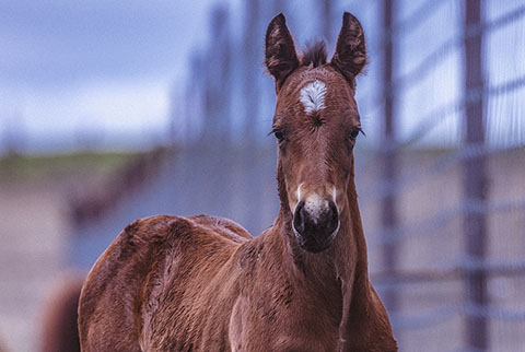 (May 16 colt) (White Hot Spot x OU Pearl Jam)